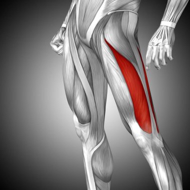 insan üst bacaklar anatomisi 