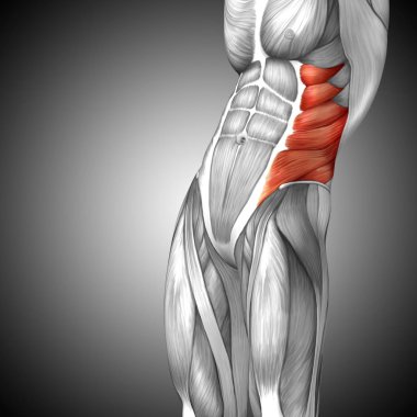 insan göğüs anatomisi
