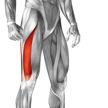 insan üst bacaklar anatomisi 
