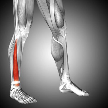 insan alt bacaklar anatomisi 