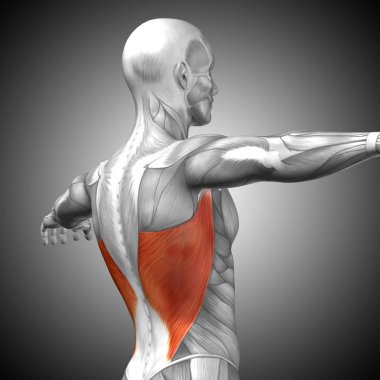 insan arka anatomisi