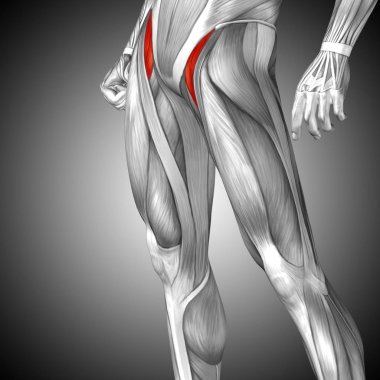 insan üst bacaklar anatomisi 