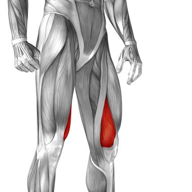 insan üst bacaklar anatomisi 