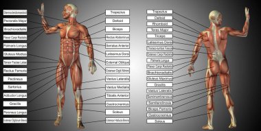  male or human anatomy clipart