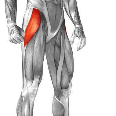 insan üst bacaklar anatomisi 