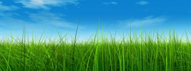 Taze ve doğal çim sahası