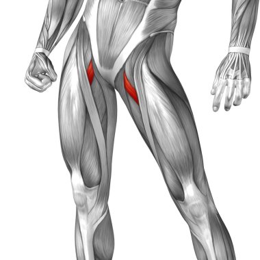 insan üst bacaklar anatomisi 