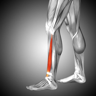 insan alt bacaklar anatomisi 