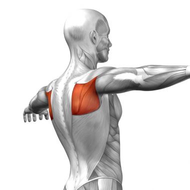 insan arka anatomisi