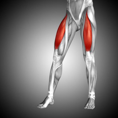 human upper legs anatomy  clipart