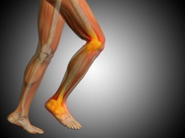 insan çalışan anatomi modeli