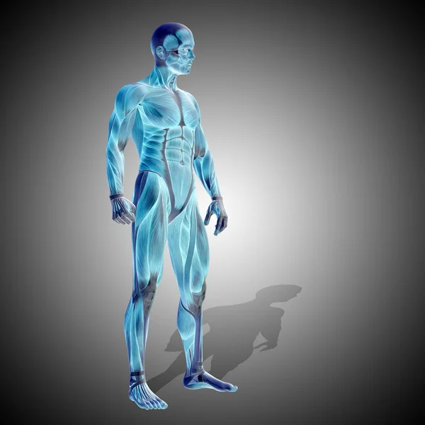 Erős férfi test anatómiája — Stock Fotó