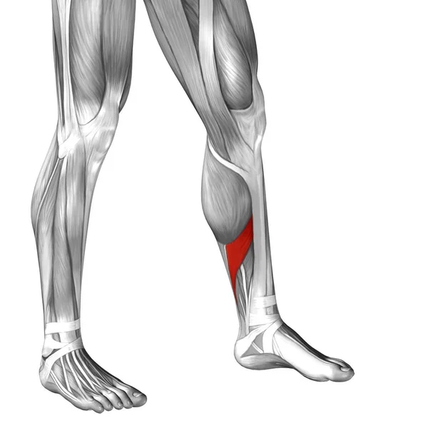 Insan alt bacaklar anatomisi — Stok fotoğraf