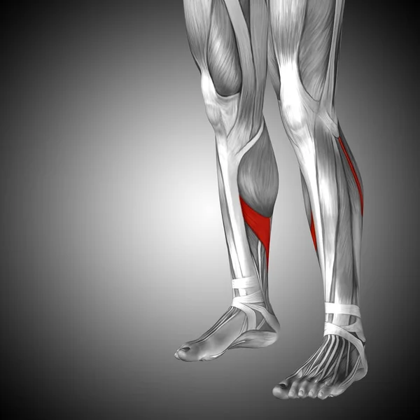 Anatomia humana das pernas inferiores — Fotografia de Stock