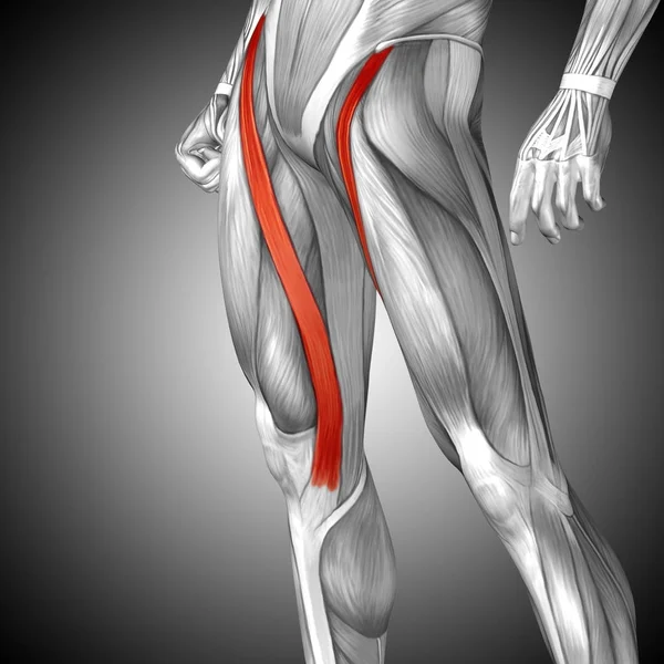 Anatomia humana das pernas superiores — Fotografia de Stock