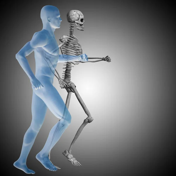 Human running anatomy model — Stock Photo, Image