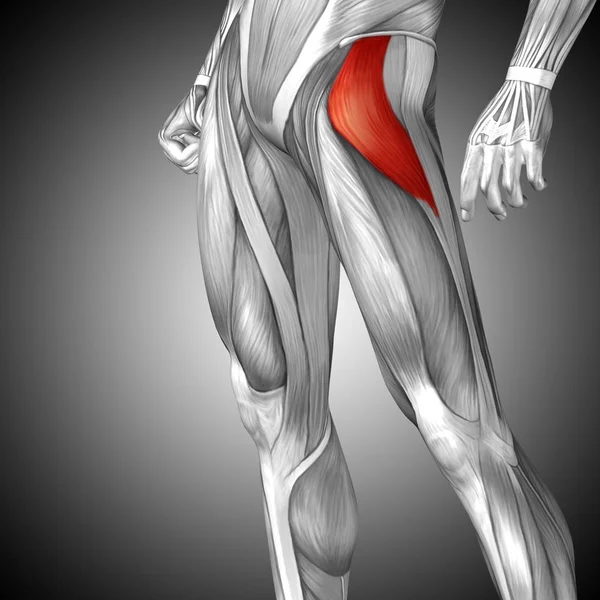 Anatomia człowieka górnej nogi — Zdjęcie stockowe