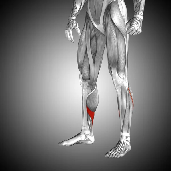 Human lower legs anatomy — Stock Photo, Image