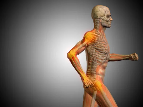 Human running anatomy model — Stock Photo, Image