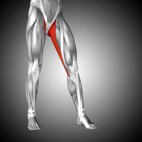 Anatomie des jambes humaines — Photo