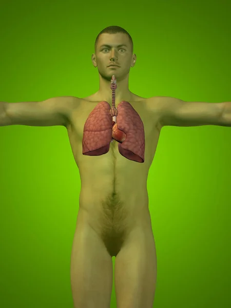 Konceptuální anatomické člověka nebo muže — Stock fotografie