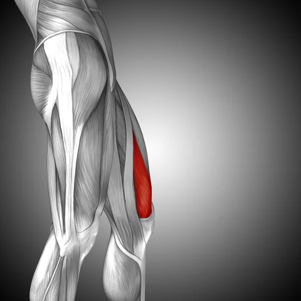 human upper legs anatomy