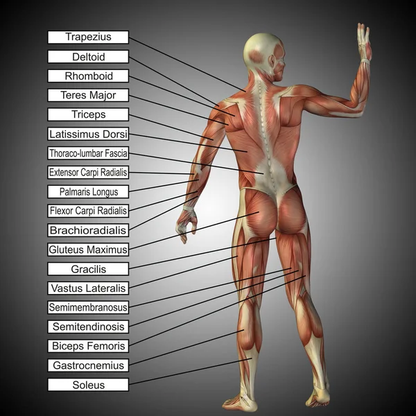 Мужская или человеческая анатомия — стоковое фото