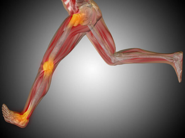 human running anatomy model