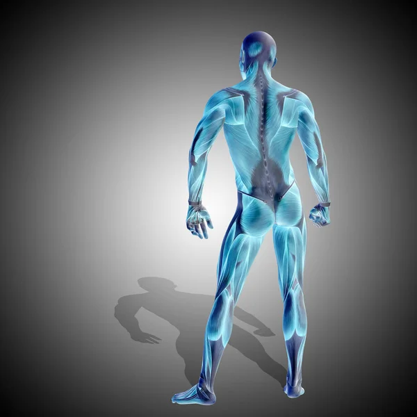 Güçlü erkek vücudu anatomisi — Stok fotoğraf
