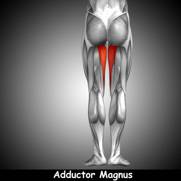 анатомия верхних ног человека
 