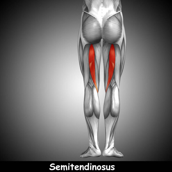 анатомия верхних ног человека
 