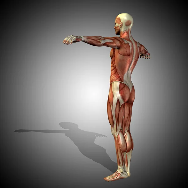 Fuerte anatomía corporal masculina — Foto de Stock
