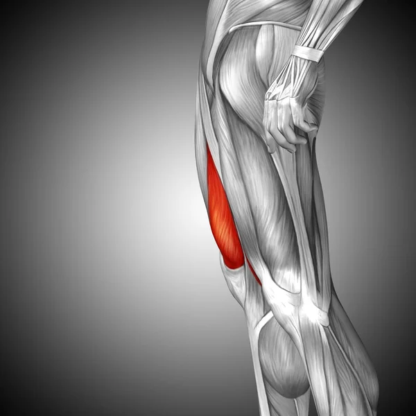 human upper legs anatomy