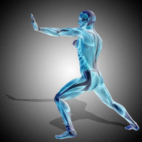 Anatomia silnego męskiego ciała — Zdjęcie stockowe