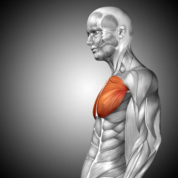 human chest anatomy