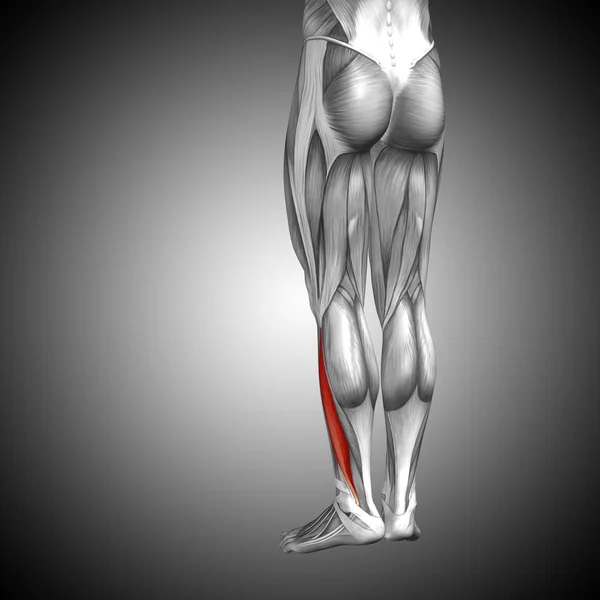 human lower legs anatomy