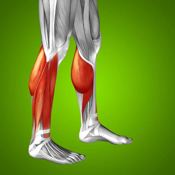 human lower legs anatomy