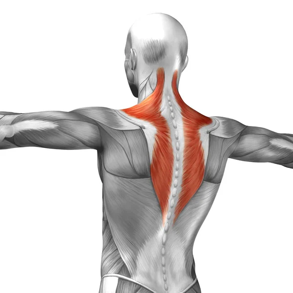 Anatomia das costas humana — Fotografia de Stock