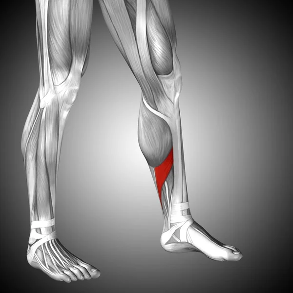Human lower legs anatomy — Stock Photo, Image