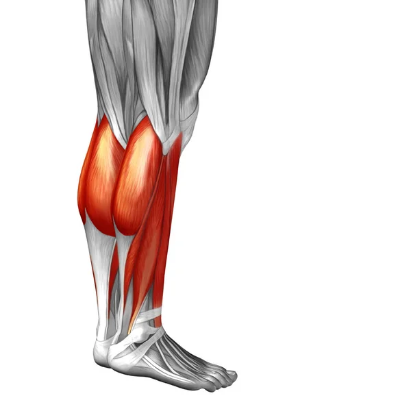 กายวิภาคขาล่างของมนุษย์ — ภาพถ่ายสต็อก
