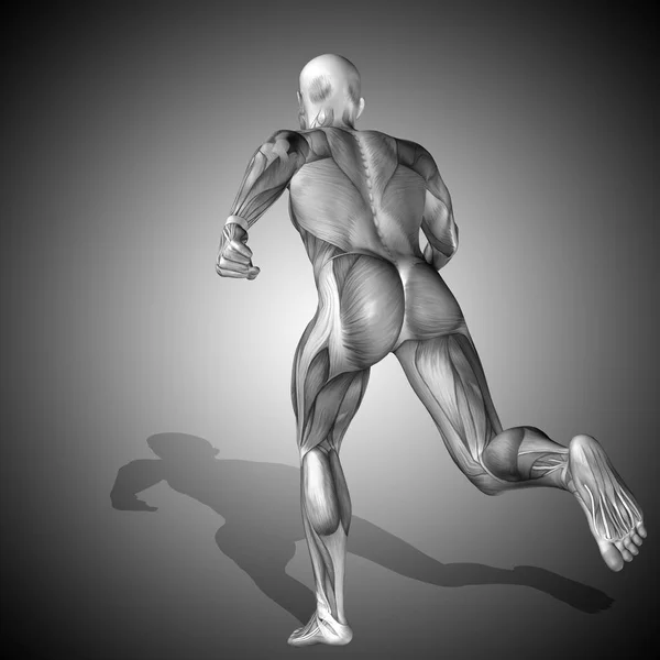 Anatomia do corpo masculino forte — Fotografia de Stock