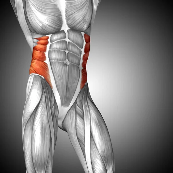 human chest anatomy