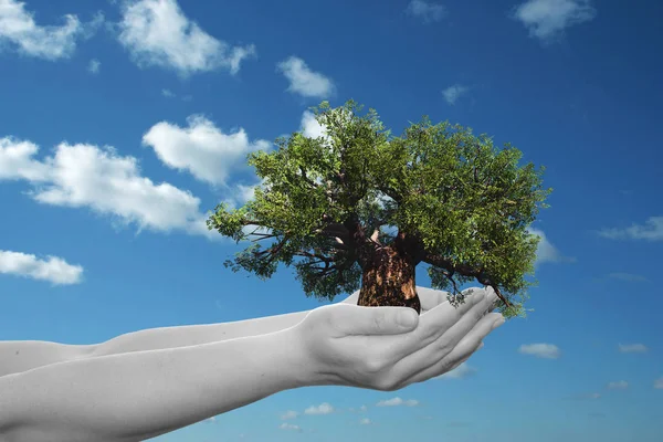 Manos sosteniendo un árbol de verano verde — Foto de Stock