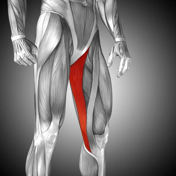 Insan üst bacaklar anatomisi — Stok fotoğraf