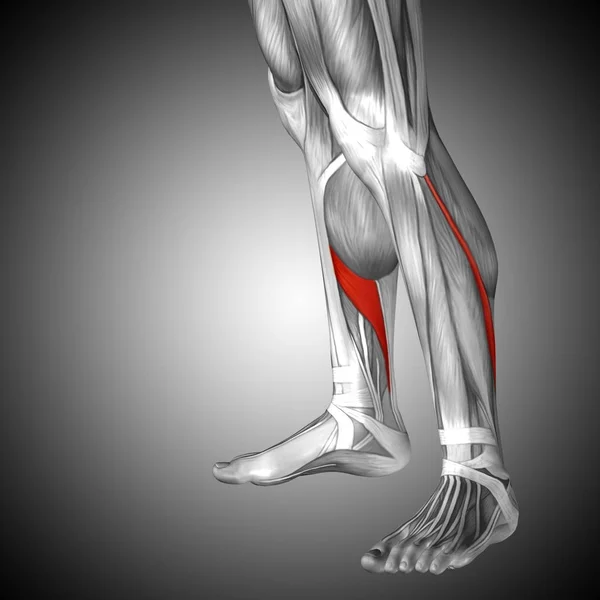 human lower legs anatomy