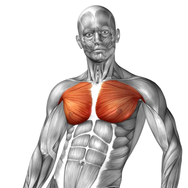 Анатомія людини грудей — стокове фото
