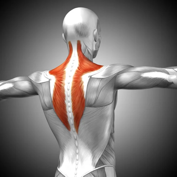 人体背部解剖学 — 图库照片