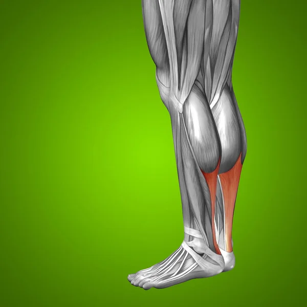 Anatomia humana das pernas inferiores — Fotografia de Stock