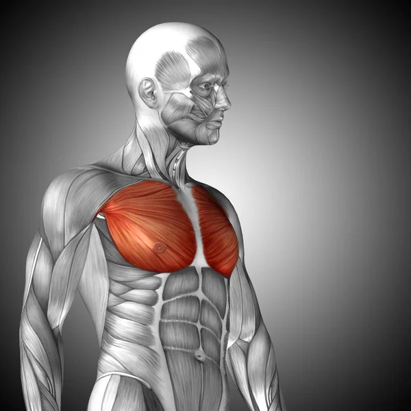 Human chest anatomy — Stock Photo, Image