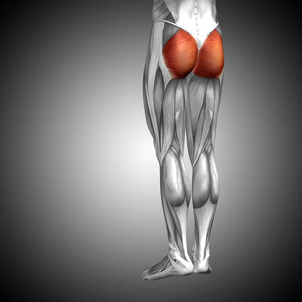 Анатомия верхних ног человека — стоковое фото